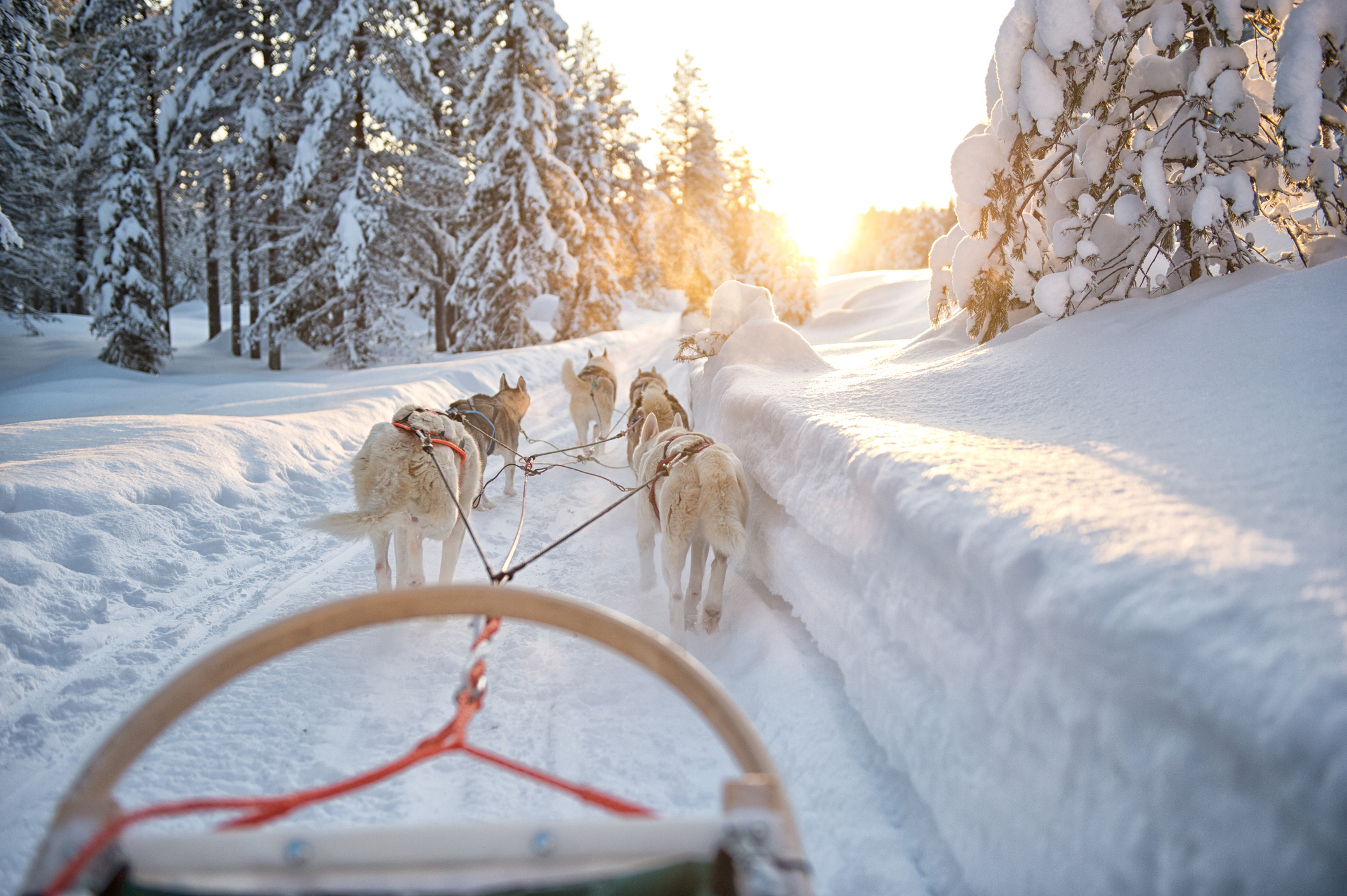 Finland Siberische huskies