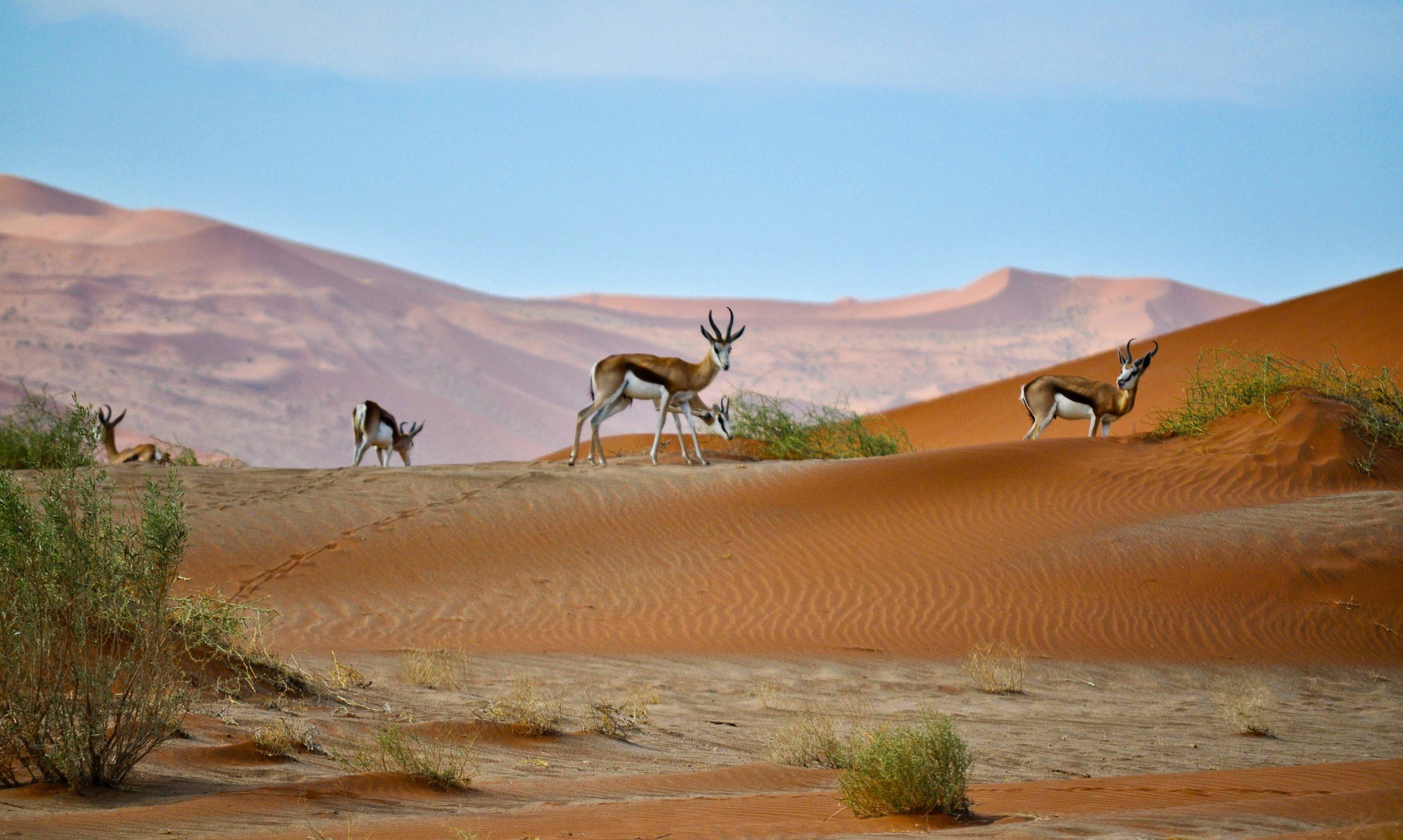 Sossusvlei, Hardap, Namibië