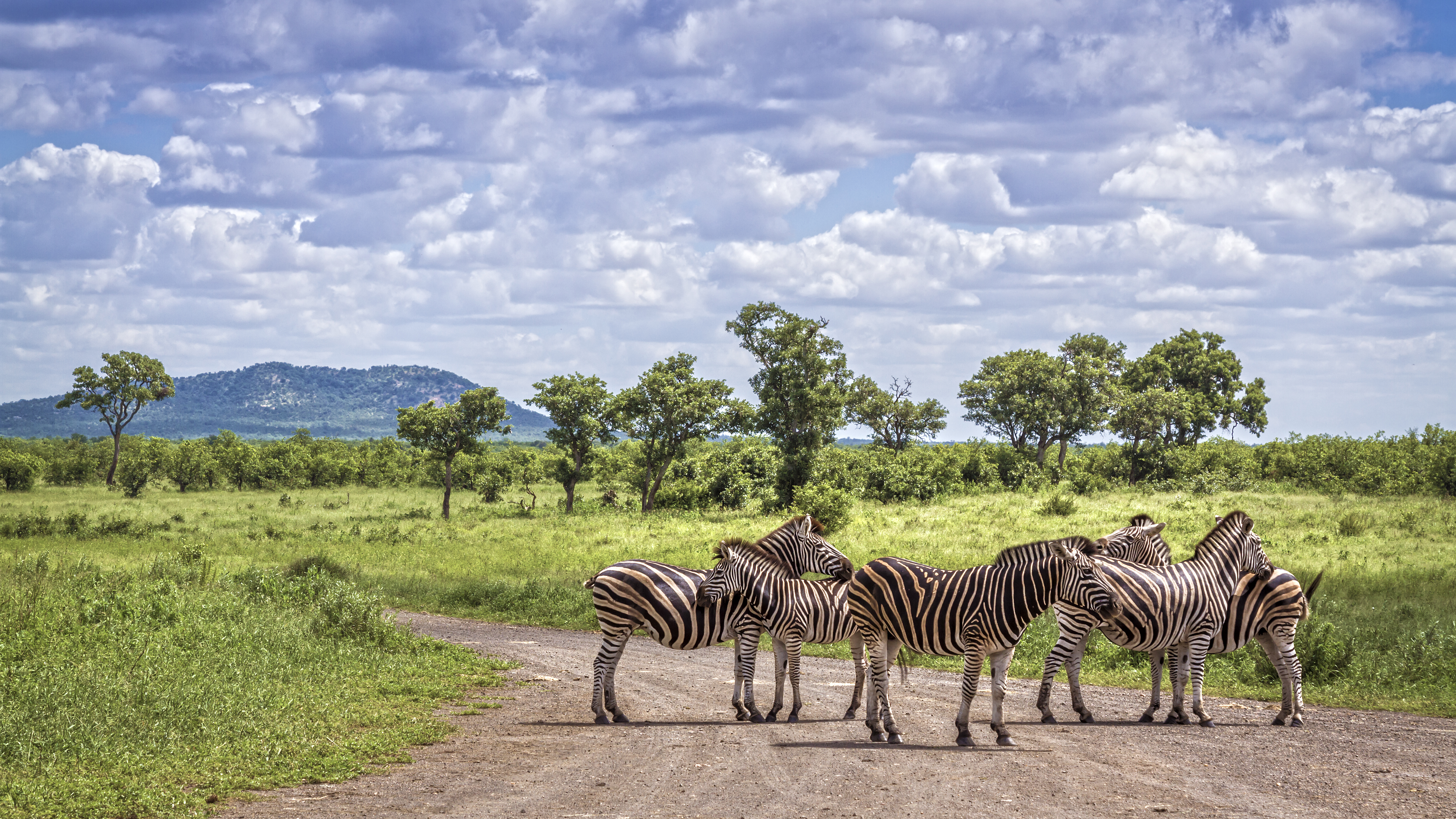 Steppezebra Kruger National Park-iStock-