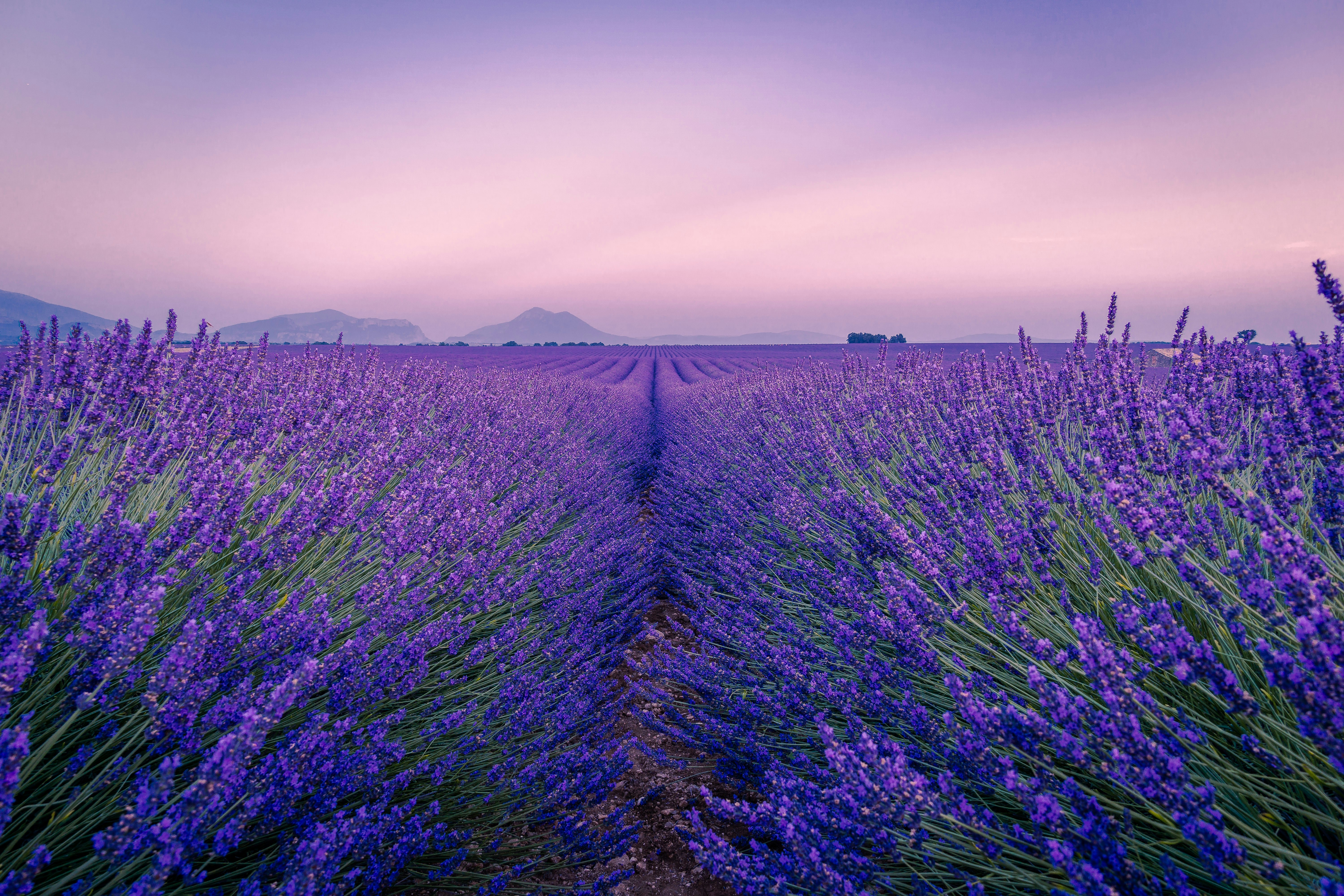 Valensole plateau, Provence