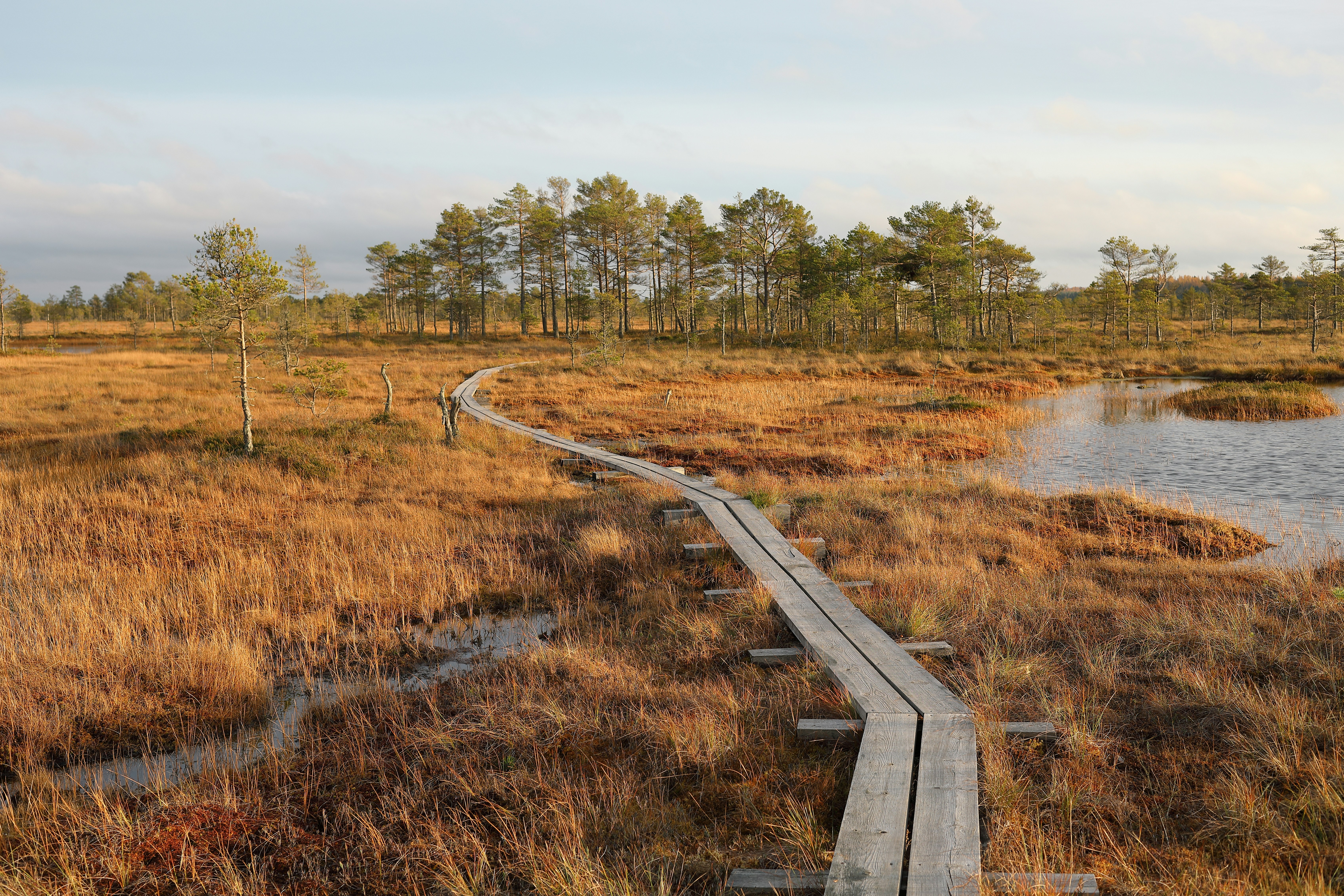 Moeraswandelen (Bog-shoeing)van Soomaa