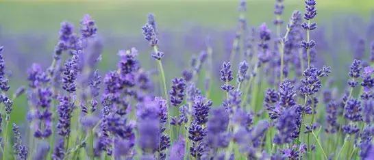 Lavendel velden